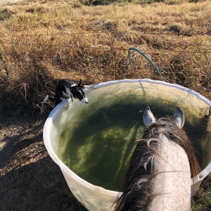 We put a lot of emphasis on handling our livestock in a quiet, safe and efficient manner. Most of the time we use a horse and highly-trained cattle dogs. Pictured here at the waterin’ hole after a big drive are Earl Grey, trustiest steed in the Creek Nation Indian Territory, and my Border Collie, Sis. Sis now knows over a dozen commands, but typically works by using her instinct to herd and move livestock. Together, they move cattle with incredible precision and skill while I get to take in the beautiful eastern Oklahoma scenery! 